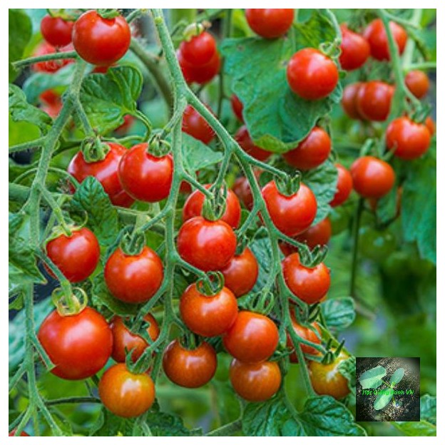 [Seeds] Hạt giống cà chua bi cherry, đóng gói 0.1gr (khoảng 50 hạt)