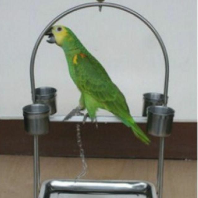 Cầu đứng bằng inox cho vẹt