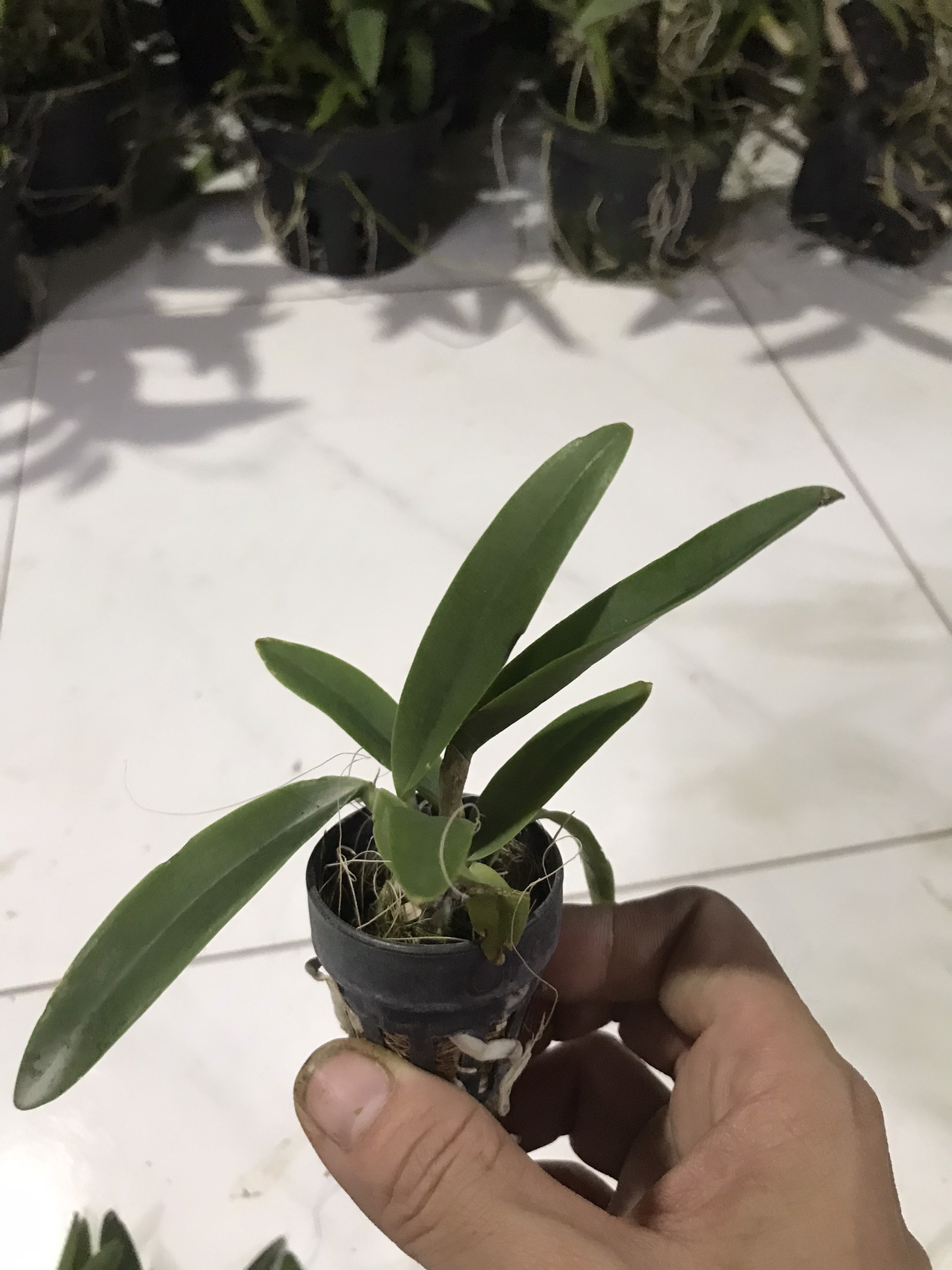 Brass Phoenix Fire Seedling