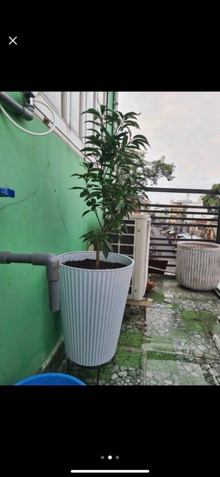 Chậu nhựa cao sọc gân có 2 size (có dĩa lót)