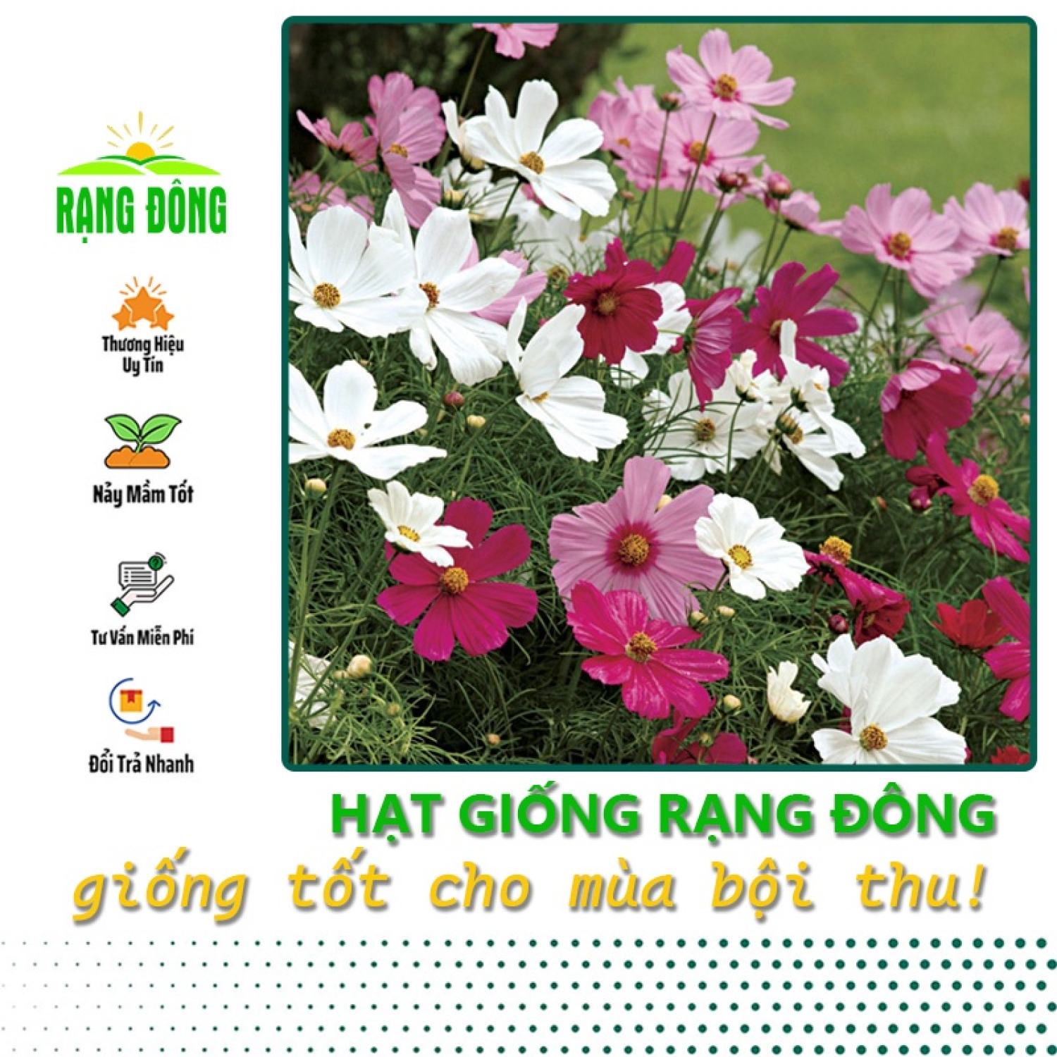 Hạt giống hoa sao nhái nhiều màu, dễ trồng, hoa ra liên tục,gói 0.1gram