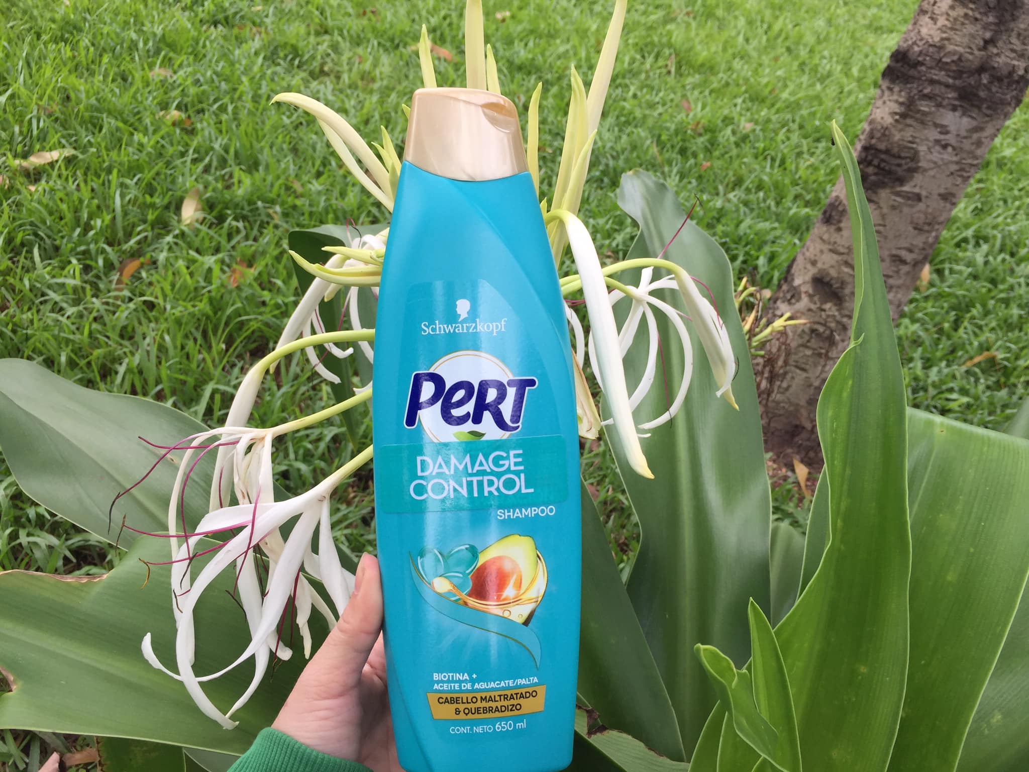 Dầu gội Pert Schwarzkopf 650 ml