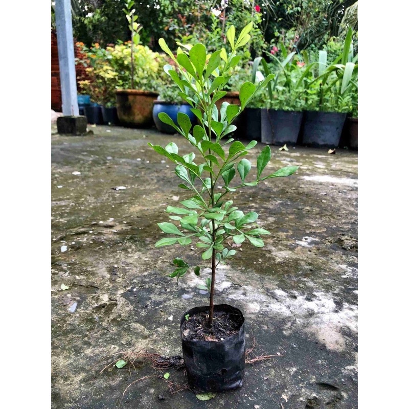 Cây hoa ngâu giống, rễ mạnh