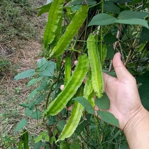 Hạt giống đậu rồng ( đỗ khế) gói 10 hạt