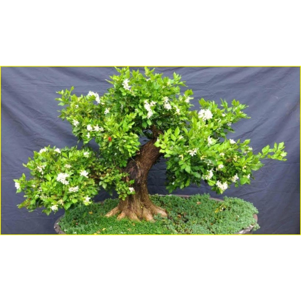 [FREESHIP - Xả Khô Máu] CÂY NGUYỆT QUẾ HOA THƠM NGÁT, CÂY LỚN GỬI NGUYÊN BẦU