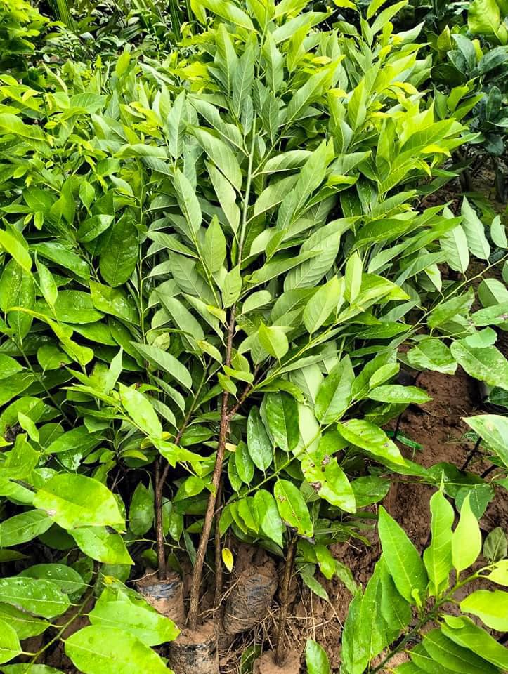 200gram hạt giống cây Na