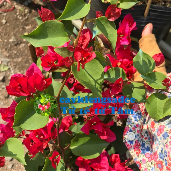 caykiengsadec- Cây Hoa giấy đỏ hồng + tặng phân bón - cây trang trí nội thất cảnh quan sân vườn ngoài trời- hoa kiểng lá
