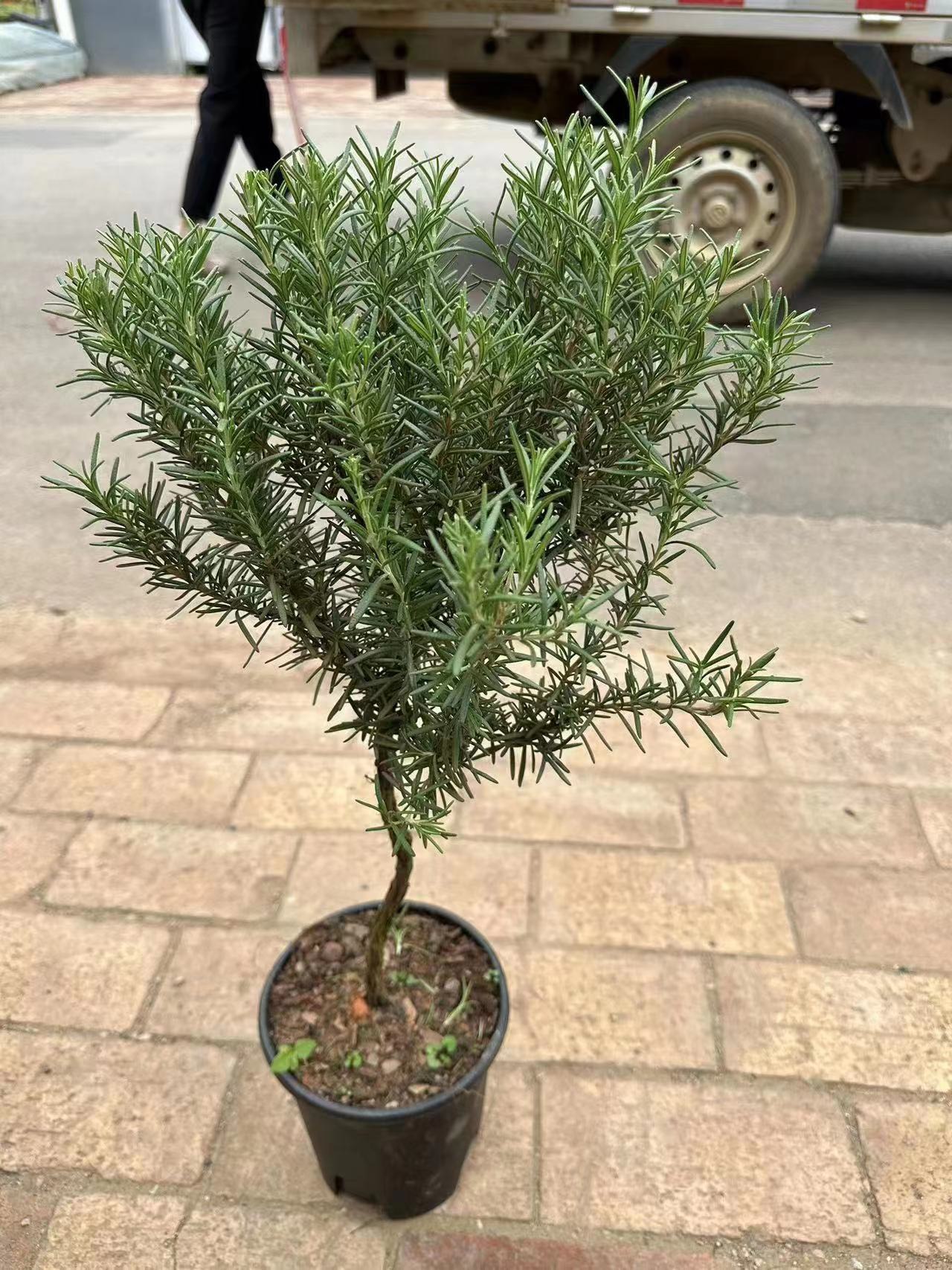 Cây hương thảo tree giá rẻ_ hàng sll
