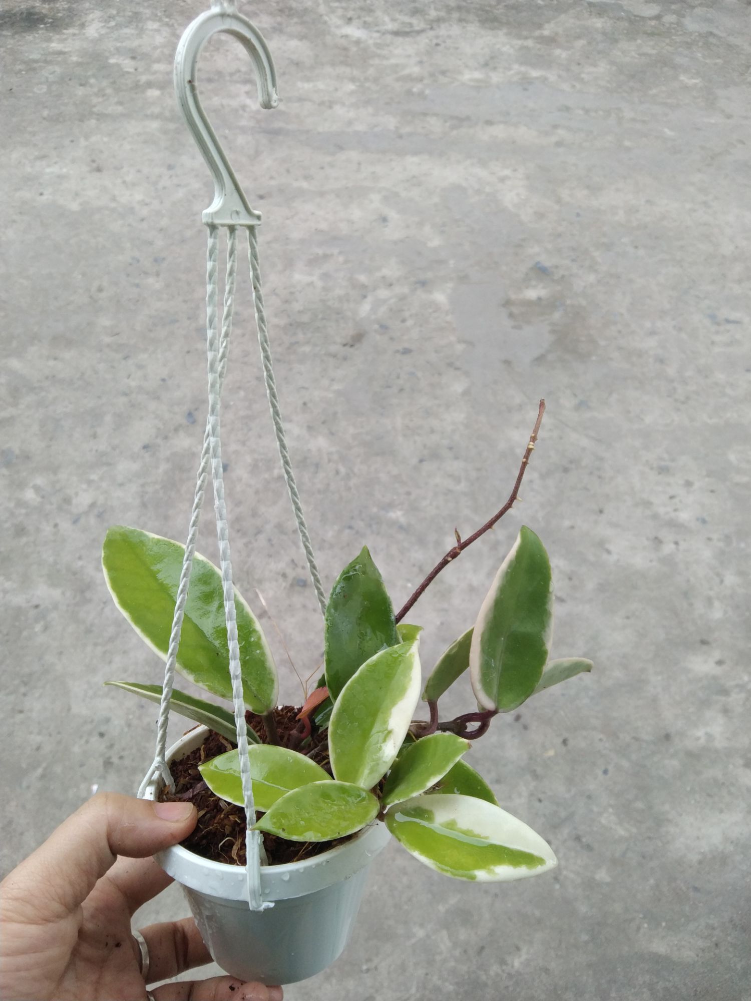 Cẩm cù lá cẩm thạch giống