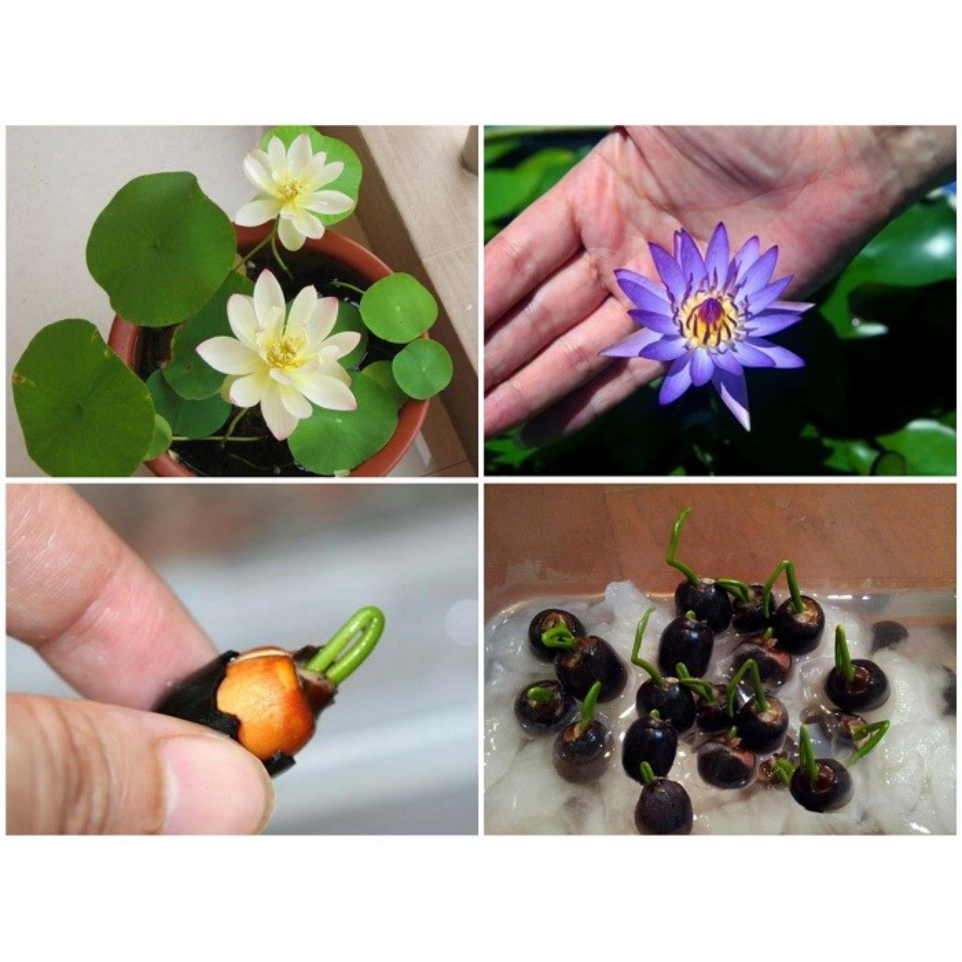 [HCM]Gói 5 hạt giống sen mini Nhật màu Cam