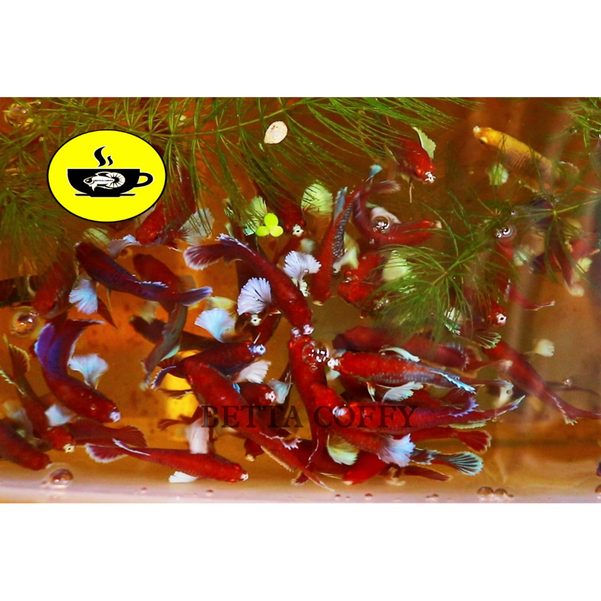 Bút đo pH ATC - 3s là ra độ PH - BETTA COFFY