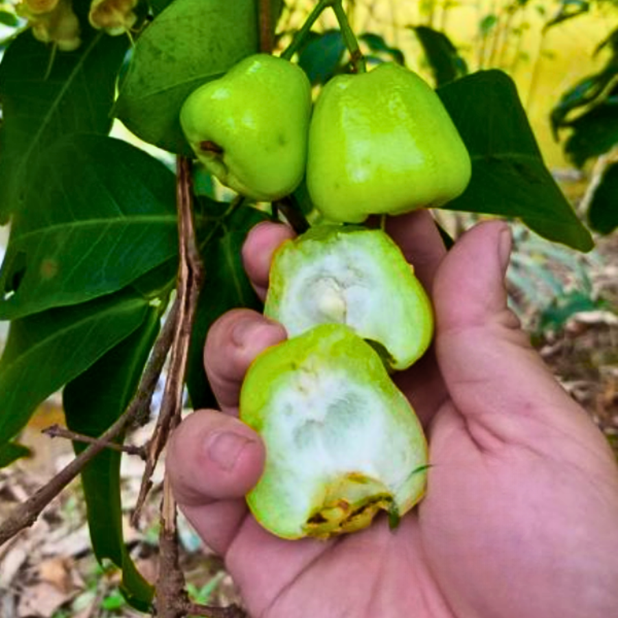Cây Mận Xanh Đường Gò Công