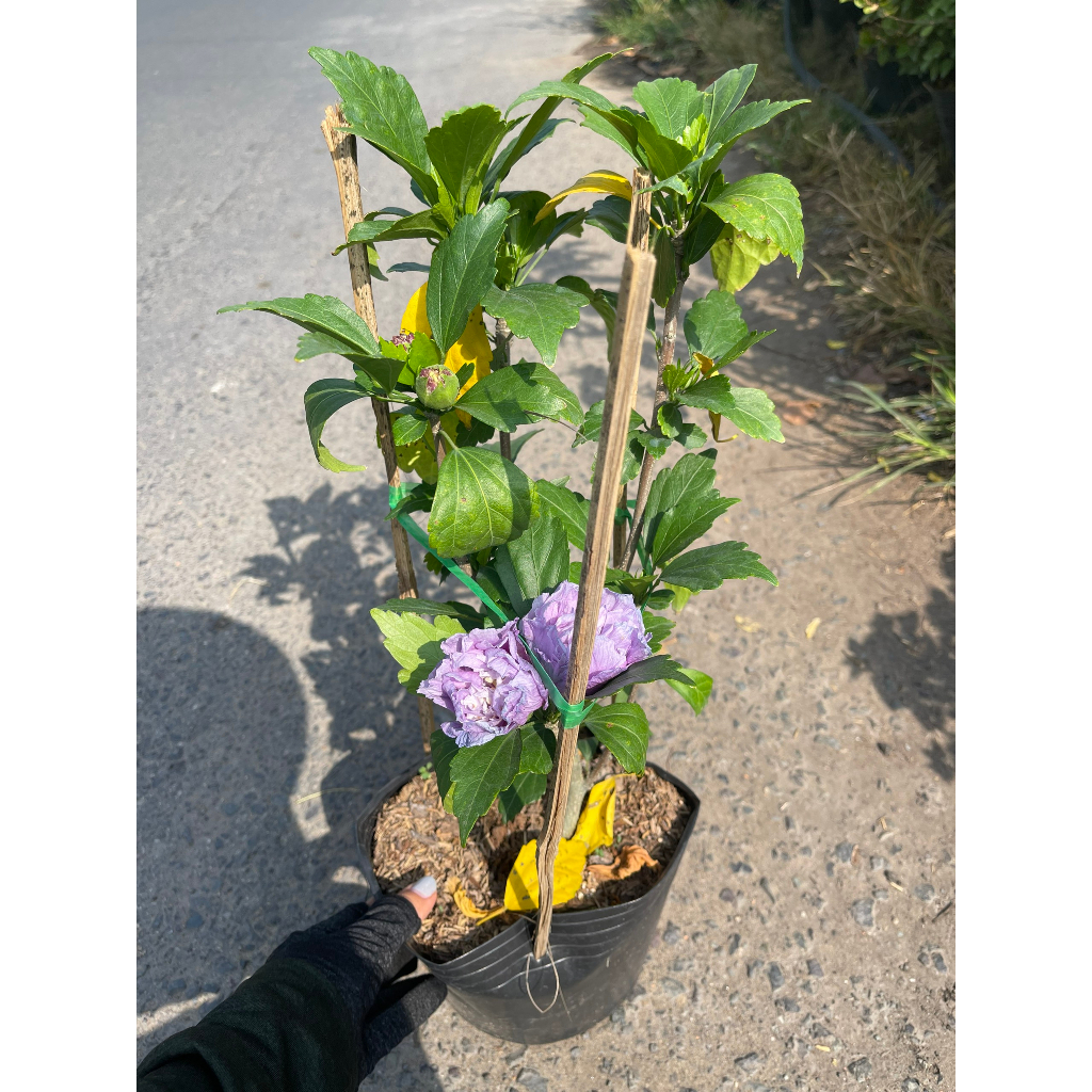 Chậu cây dâm bụt Thái kép hoa màu trắng/ tím