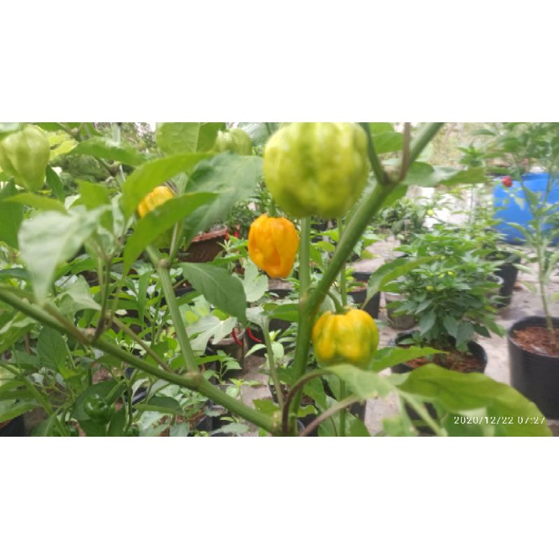 MA300 GÓI 5 HẠT ỚT HABANERO VÀNG ( LEMON HABANERO)