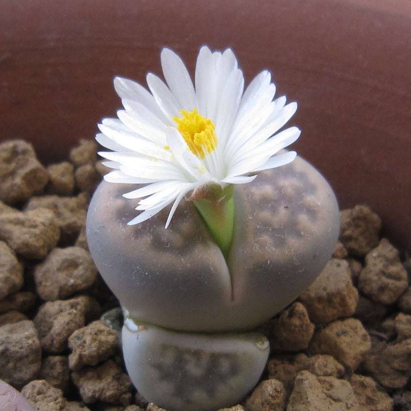 Mixed Live Stone (Lapis Lazuli) Seeds – 15 Seeds
