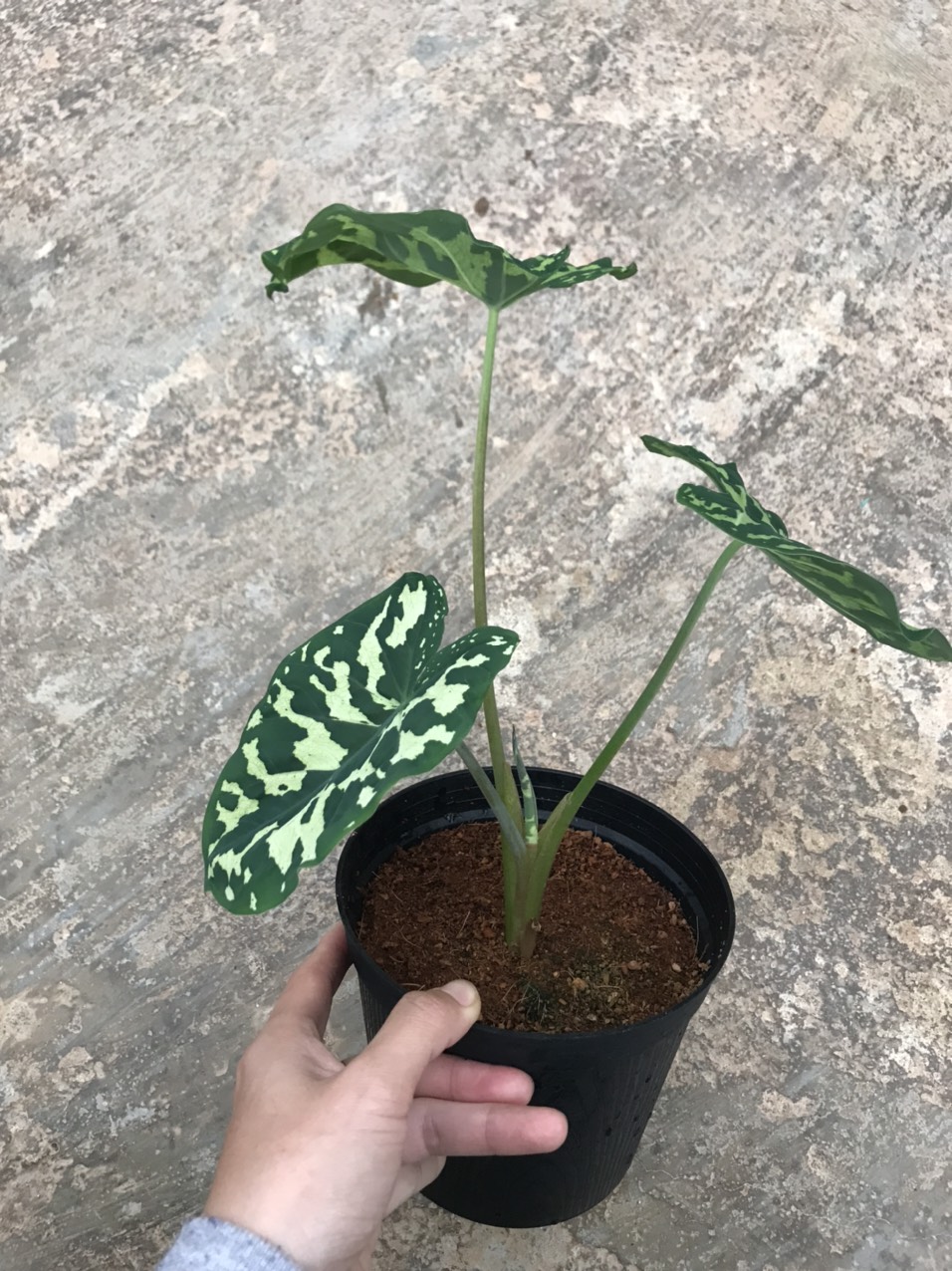 Cây môn lính- Alocasia Hilo beauty.