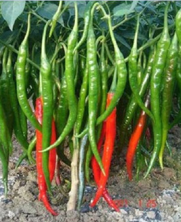Hạt giống Ớt chỉ địa túi 30 hạt - VTNT