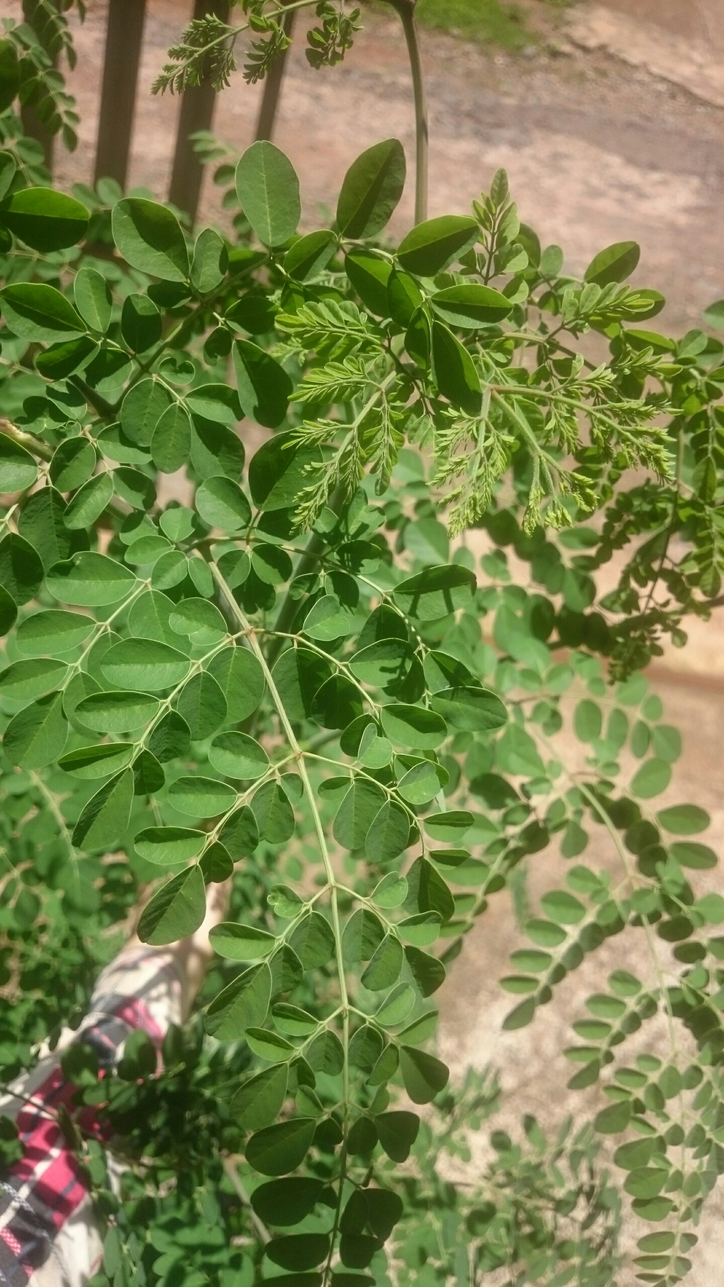 LÁ CÂY CHÙM NGÂY TƯƠI (150g)