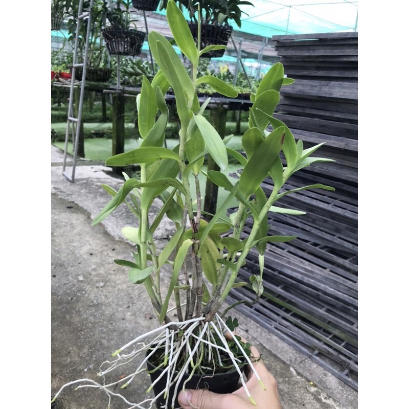 Hoa  lan  Epi hồng