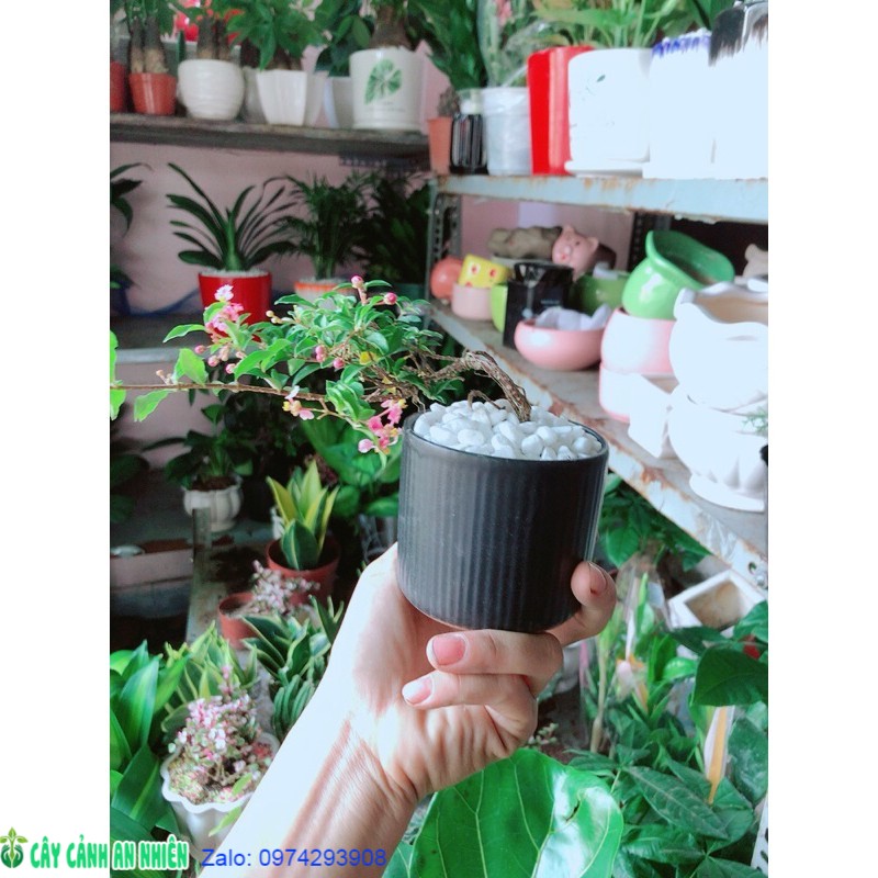 Chậu Cây Mai Hồng Ngọc Bonsai