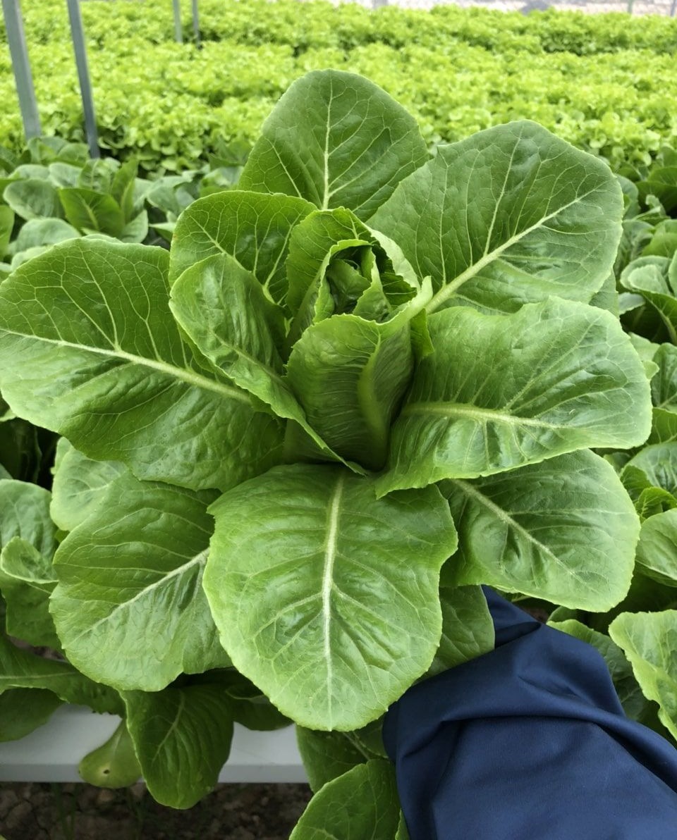 Hạt giống Xà lách Romaine Xanh
