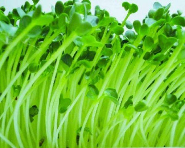 hạt giống rau cải mầm