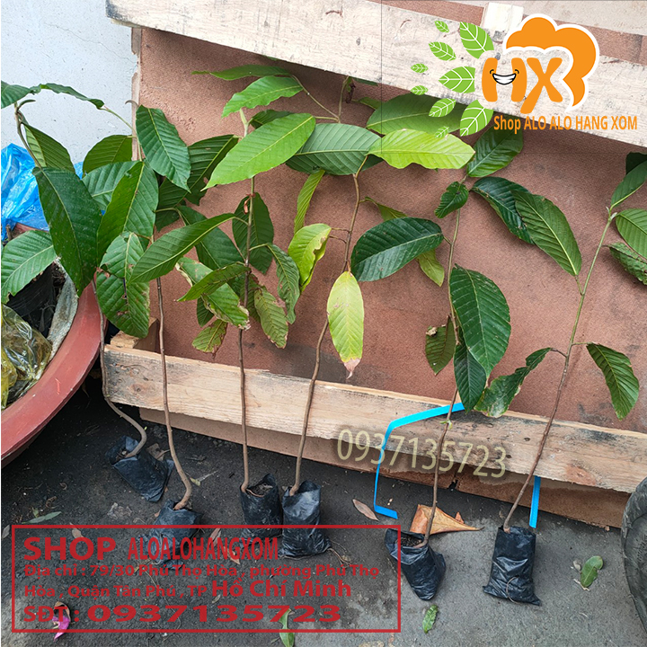 [HCM]COMBO 5 CÂY DẦU -CÂY GIỐNG