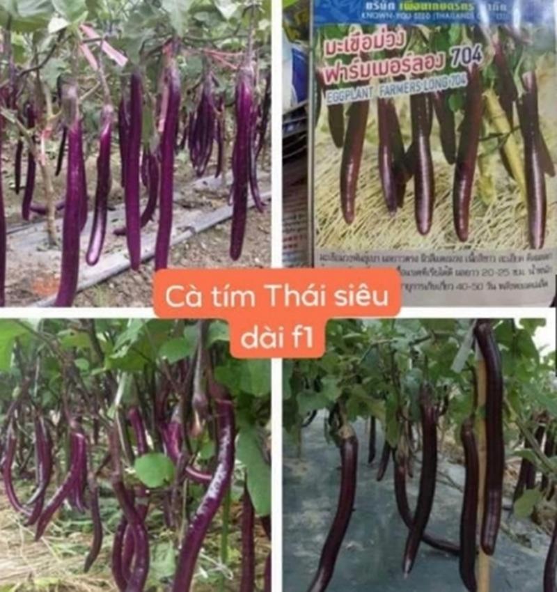HẠT GIỐNG CÀ TÍM THÁI SIÊU DÀI F1