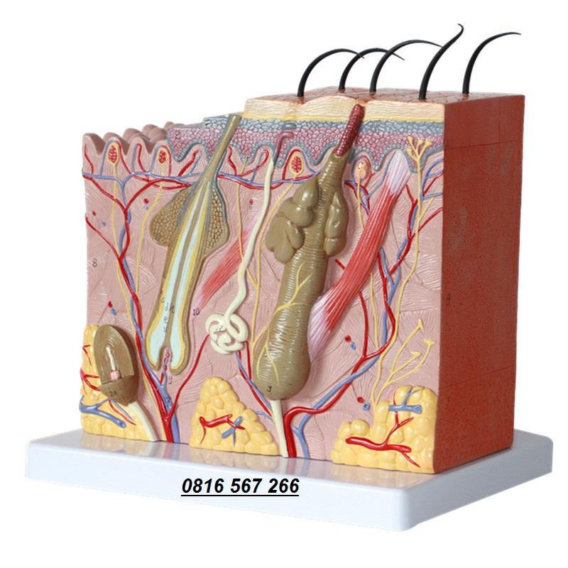 Mô hình giải phẫu cấu tạo các lớp da của cơ thể người cao cấp