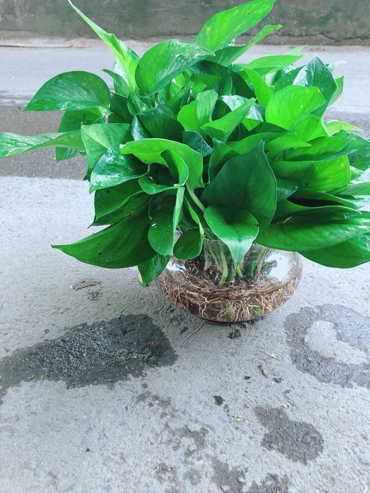 Trầu Bà Thái Thuỷ Sinh Size Đại