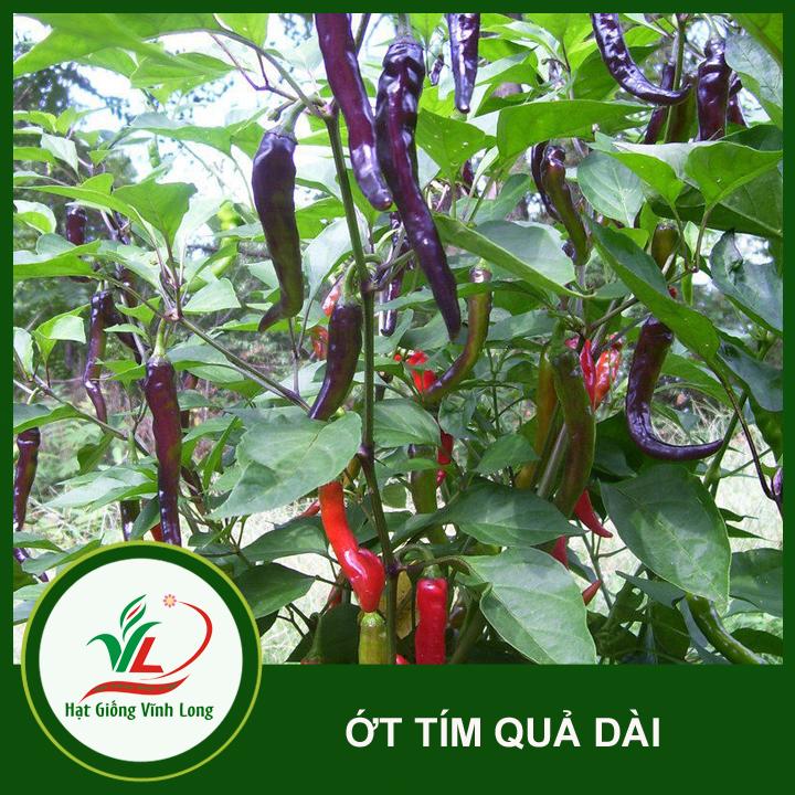 Hạt giống Ớt tím dài (hạt tự thu) - 15 hạt