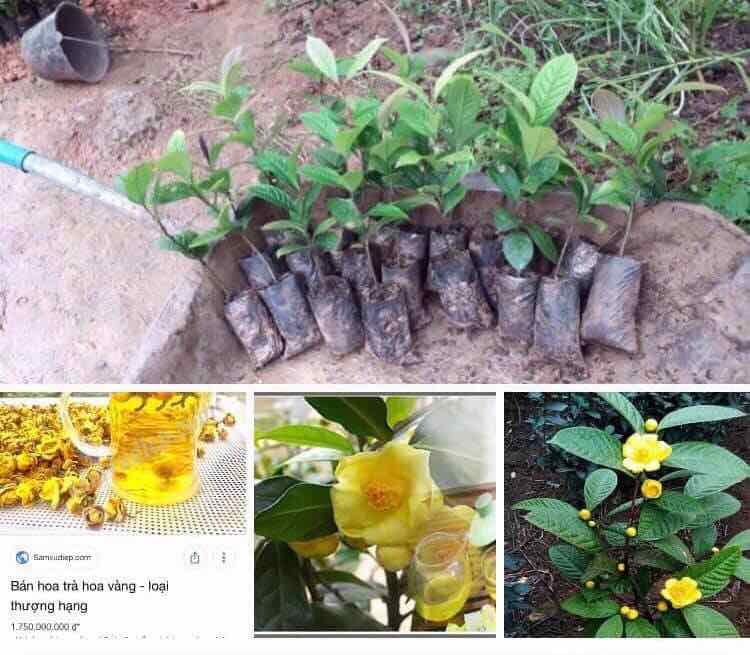 Trà hoa vàng Ba Chẽ (combo 4 cây giống) + Tặng 2 Cây Quế Giống