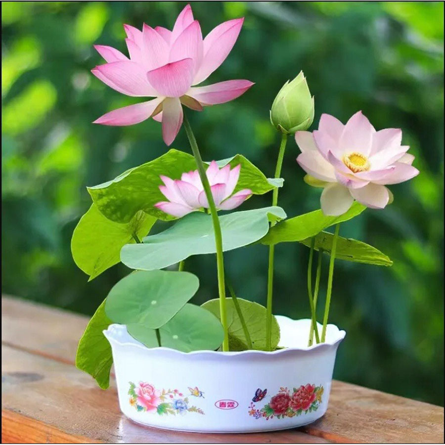 Hạt Giống Hoa Sen Mini Nhật Bản ( chọn màu )