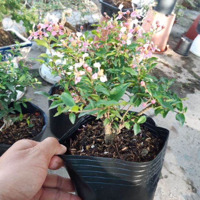 Cây Hồng Ngọc Mai - Sơ ri kiểng