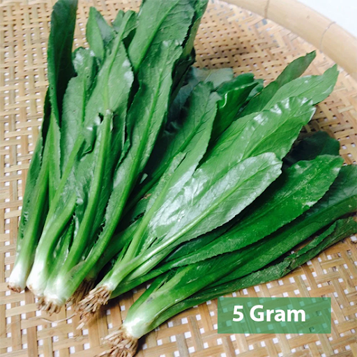 🌱hạt giống rau ngò gai🌱 - 5gr/gói