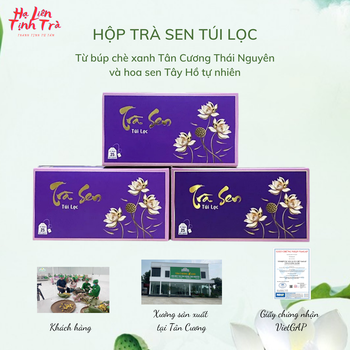 Trà tân cương- trà sen túi lọc thượng hạng