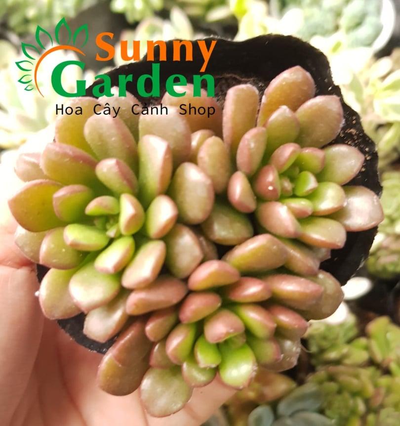 Sen Đá Sedum Kẹo Ngọt