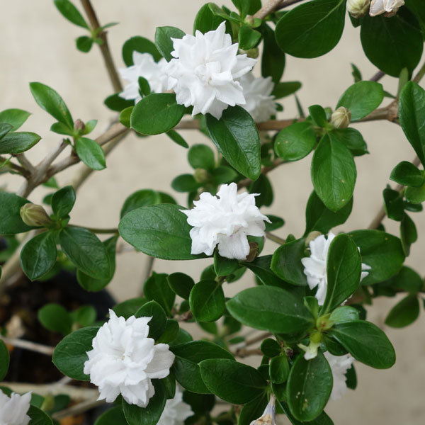 Chậu cây giống Bạch Tuyết Mai
