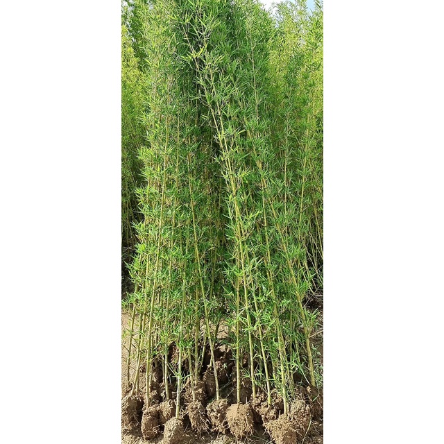 (xả kho đón tết) Cây trúc quân tử (1 thân) cao 1m5-1m7
