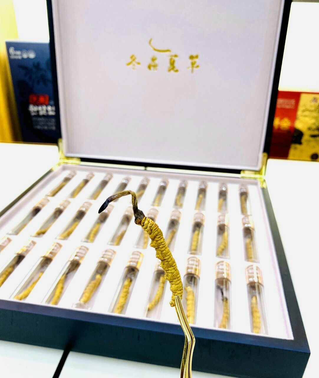 Đông trùng hạ thảo Tây tạng