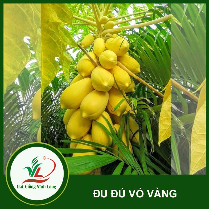 Hạt giống Đu đủ vàng Vĩnh Thành - 5 hạt