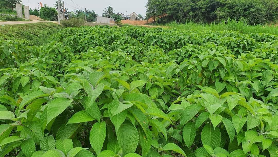 Cây Chè Khổng Lồ (10 Cây giống)