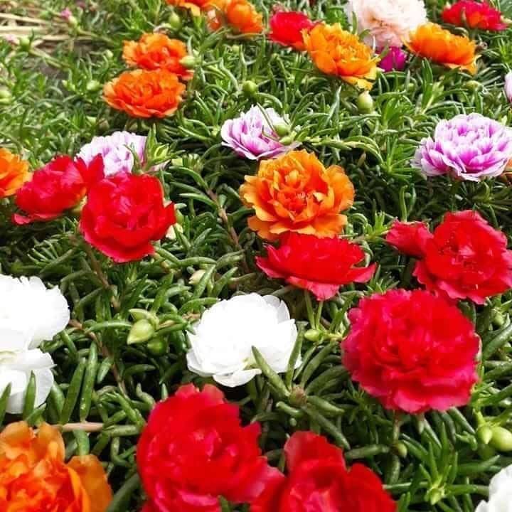 Hạt giống hoa mười giờ
