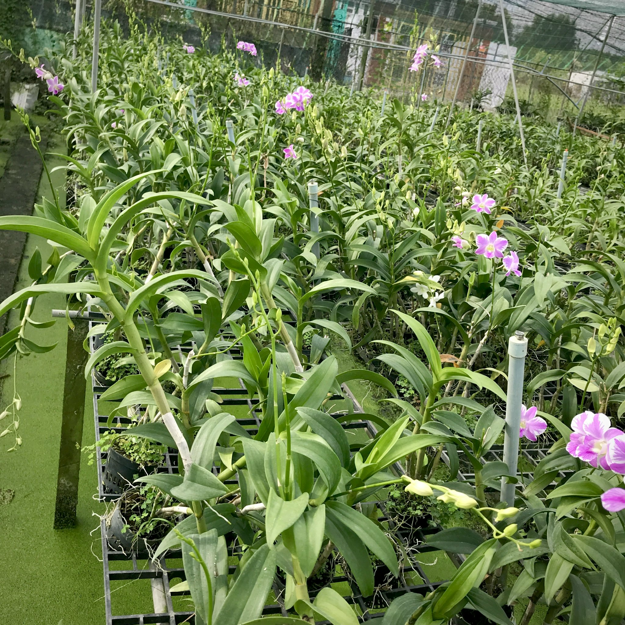 Dendro Chớp Hồng