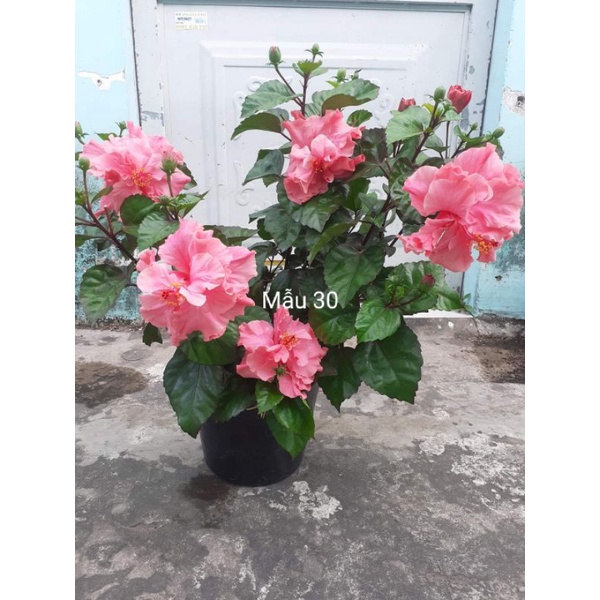 Cây râm bụt đang nụ