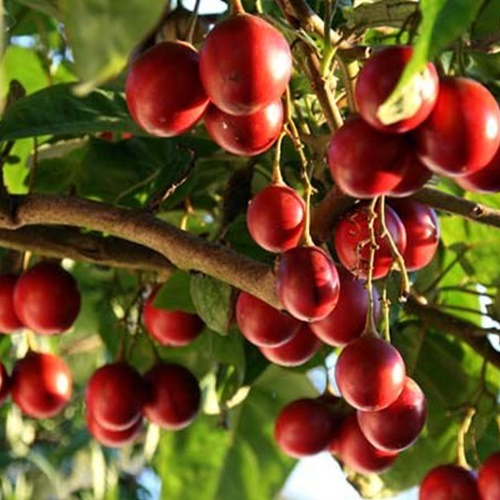 Hạt Giống Cà Chua Thân Gỗ. Túi 100 Hạt Chất Lượng Cao