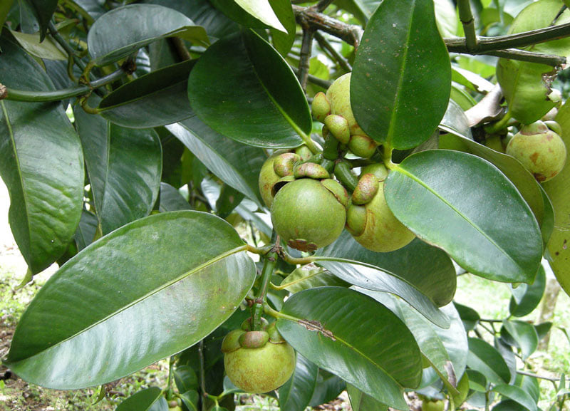 Cây Giống Măng Cụt Thực sinh (Nữ hoàng của các loại Trái Cây). [ Cây không ghép ]