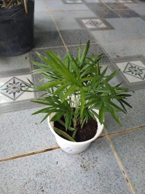 [Cây phong thủy] Cau Tiểu Trâm