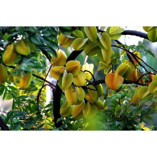 Cây khế ngọt+ tặng ( 0,5kg) phân thỏ hữu cơ