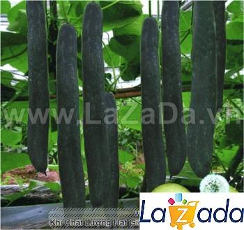 0.2Gr Hạt Giống Bí Sặt Bí Xanh (A1.301| C39*W44*M193)